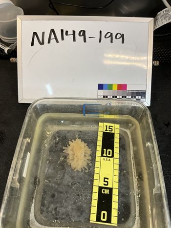 Media type: image;   Invertebrate Zoology 166679 Description: Digital photograph of specimen in life.;